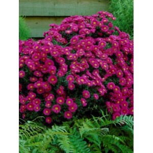 Астра Дженни