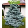 Саженцы Ели колючая Мисти Блу (Pungens Misty Blue) (Саженцы до 25 см) -  5 шт.: фото и описание