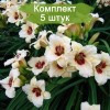 Саженцы лилейника Пандора Бокс (Pandora's Box) -  5 шт.: фото и описание