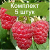 Саженцы ремонтантной Малины Конек Горбунок (Красная) -  5 шт.: фото и описание