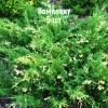 Саженцы Можжевельника казацкого Вариегата (Variegata) - 5 шт.: фото и описание