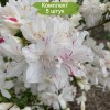 Саженцы рододендрона Гейша Вейс (Geisha Weiss)  (белый ) -  5 шт.: фото и описание