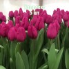 Луковицы Тюльпана Пурпл Равен (Purple Raven) - 5 шт.: фото и описание