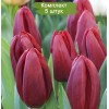 Луковицы тюльпана Стронг Лав (Strong Love)  -  5 шт.: фото и описание